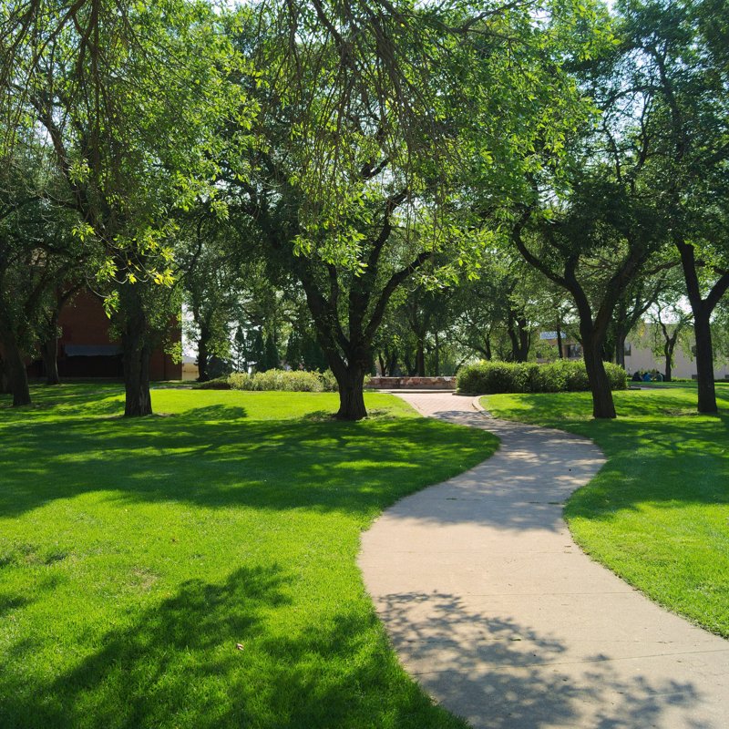 Sample photo: paved park path through trees (public-domain CC0 photo, no people)